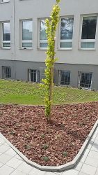 Realizace zahrad Ostrava - Ostravská univerzita